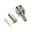 MPLCRIMP MPLCRIMP